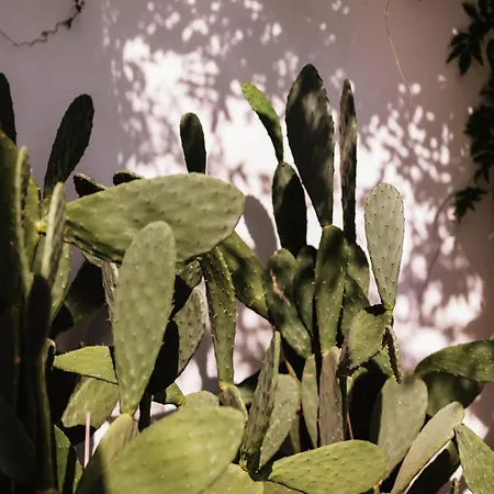 View Place & فندق نومانا